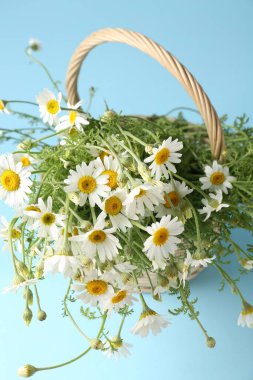 Hasır sepetin içindeki güzel papatya çiçekleri açık mavi arka planda, yukarıda.