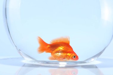 Akvaryumda yüzen altın balıklar açık gri arka planda temiz suyla yakın plan