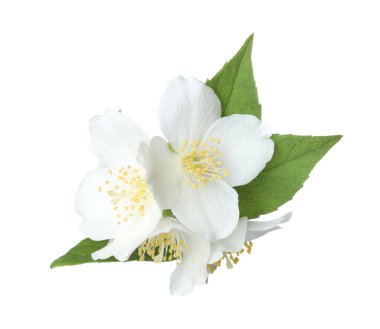 Beyaz yapraklı güzel yasemin çiçekleri