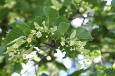 Yaprakları ve çiçekleri olan ıhlamur ağacı dalı, yakın plan.