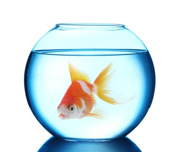 Yuvarlak akvaryumda yüzen parlak balıklar ve beyaz arka planda temiz su.