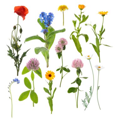 Beyaz arka planda kır çiçekleri, set. Farklı çiçek açan bitkiler.