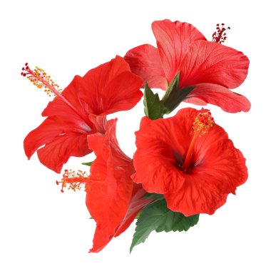 Beyaz arka planda yeşil yapraklı güzel kırmızı amber çiçekleri