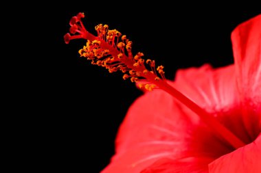 Siyah arka planda güzel kırmızı amber çiçeği, yakın plan. Metin için boşluk