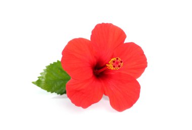 Beyaz yapraklı güzel kırmızı amber çiçeği.