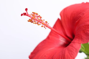 Beyaz arka planda güzel kırmızı amber çiçeği tomurcuğu, yakın plan. Metin için boşluk