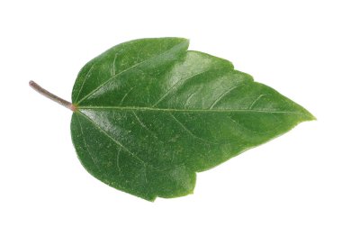 Yaprak bitkisi beyaza izole edilmiş.