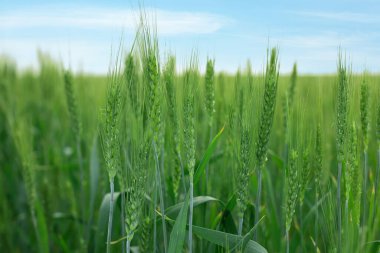 Açık havada buğday filizi büyüyor, yakın plan.