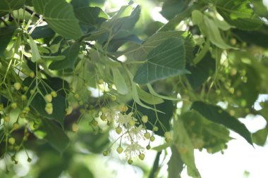Yaprakları ve çiçekleri olan ıhlamur ağacı dalı, yakın plan.