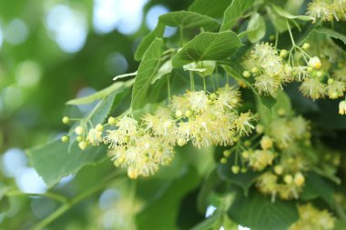 Yaprakları ve çiçekleri olan ıhlamur ağacı dalı, yakın plan.
