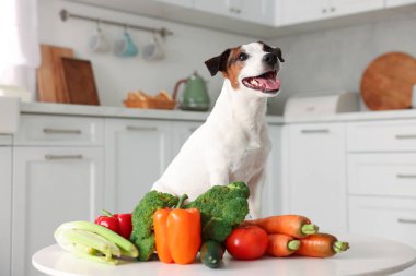 Mutfaktaki tatlı köpek ve taze sebzeler. Evcil hayvan maması.