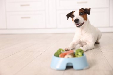 Evde yerde taze doğal ürünler bulunan şirin köpek ve kase, mesaj için seçici bir odak noktası. Evcil hayvan maması.