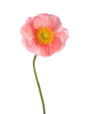 Güzel bir gelincik çiçeği beyazda izole edilmiş