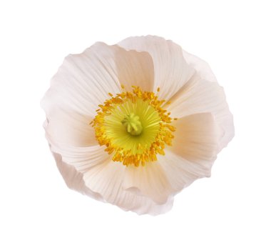 Güzel bir gelincik çiçeği tomurcuğu beyazda izole edilmiş