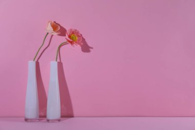 Vazolardaki güzel gelincik çiçekleri pembe arka planda gölgeler bırakıyor, yakın plan. Metin için boşluk