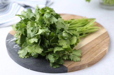 Işık masasında taze yeşil kişniş, yakın plan.