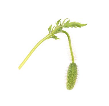 Beyaz yapraklı ve tomurcuklu haşhaş bitkisi