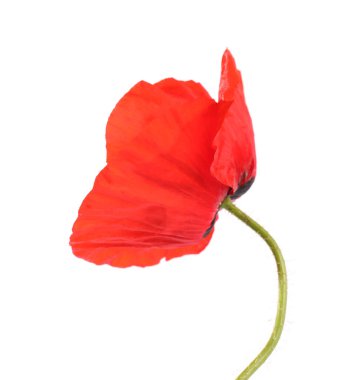 Güzel kırmızı gelincik çiçeği beyaza izole edilmiş.