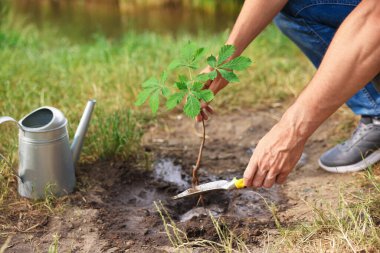 Dışarıdaki toprağa küçük bir ağaç diken adam, yakın plan.