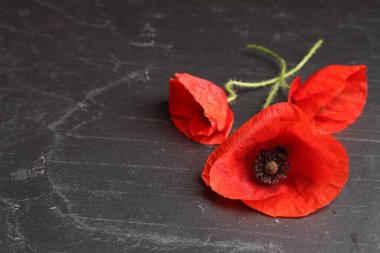 Siyah masada parlak kırmızı gelincik çiçekleri, yakın plan. Metin için boşluk