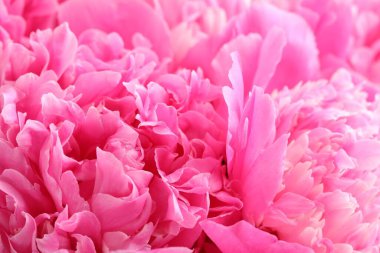 Arka plan olarak güzel şakayık demeti, yakın plan.