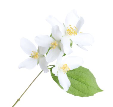Güzel yasemin çiçekleriyle dolu bir dal beyaz üzerine izole edilmiş