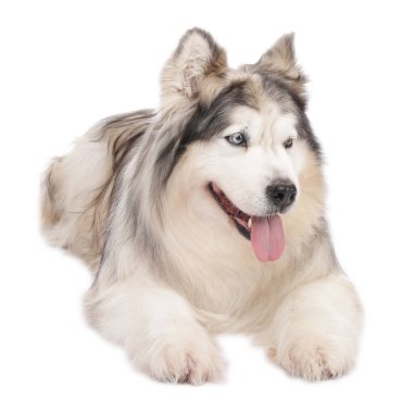 Beyaz arka planda güzel Alaska malamute köpeği
