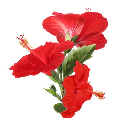 Beyaz arka planda yeşil yapraklı güzel kırmızı amber çiçekleri