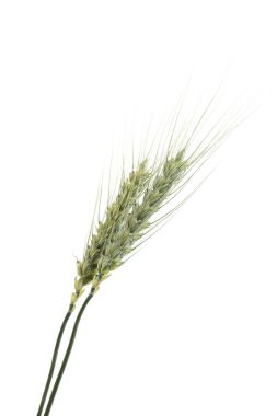 Beyaza izole edilmiş iki yeşil buğday başağı