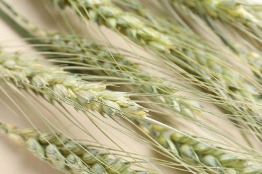 Bej arka planda birçok yeşil buğday sivri uçlu, yakın plan