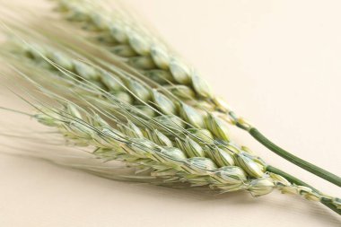 Bej arka planda birçok yeşil buğday sivri uçlu, yakın plan