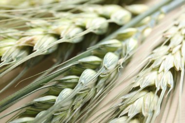 Bej arka planda birçok yeşil buğday sivri uçlu, yakın plan