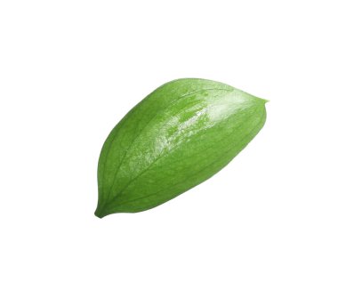 One fresh green Ruscus leaf isolated on white