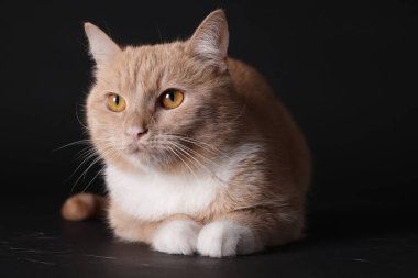 Siyah arka planda sevimli kızıl kedi. Sevimli hayvan.