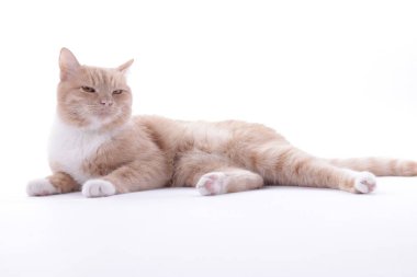 Beyaz arka planda sevimli kızıl kedi. Sevimli hayvan.