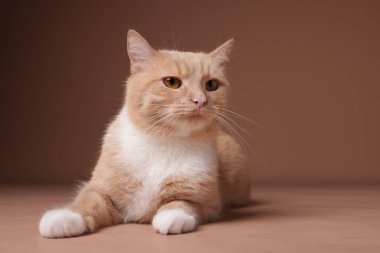 Bej arka planda sevimli bir kızıl kedi. Sevimli hayvan.