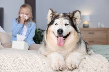Evde köpeğine alerjisi olan bir kız yatakta seçici bir şekilde odaklanıyor.