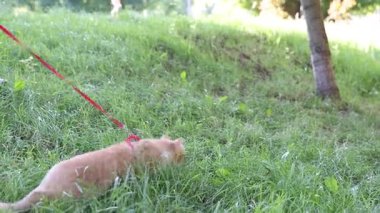 Parkta kedisi tasmalı bir kadın, yakın plan.