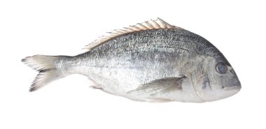 Beyaza izole edilmiş taze çiğ dorado balığı. Organik deniz ürünleri