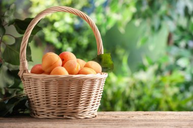 Hasır sepetin içinde taze olgun kayısılar ve dışarıda ahşap masa üzerinde yeşil yapraklar, metin için yer.