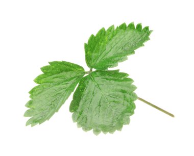Yeşil çilek yapraklı Sprig beyaz üzerine izole