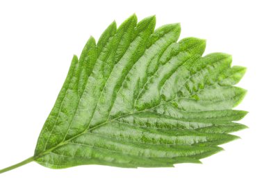 Bir yeşil çilek yaprağı beyaza izole edilmiş