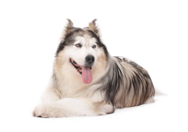 Beyaz arka planda güzel Alaska malamute köpeği