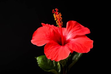 Siyah arkaplanda güzel kırmızı amber çiçeği, yakın plan.