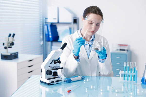 Scientist working with sample in Petri dish at table in laboratory