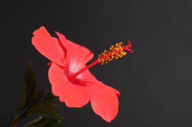 Siyah arka planda güzel kırmızı amber çiçeği, yakın plan. Metin için boşluk