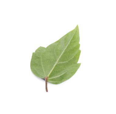 Yaprak bitkisi beyaza izole edilmiş.