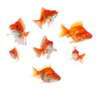 Beyaz arka planda güzel parlak akvaryum balığı, kolaj