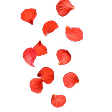 Beyaz arkaplana düşen kırmızı amber yaprakları