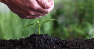 Genç fidanları sulayan bir adam, yakın plan. Ağaç dikme